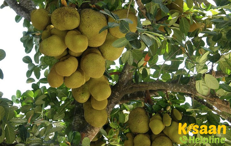 Panruti Selection (पन्रुति सिलेक्शन)